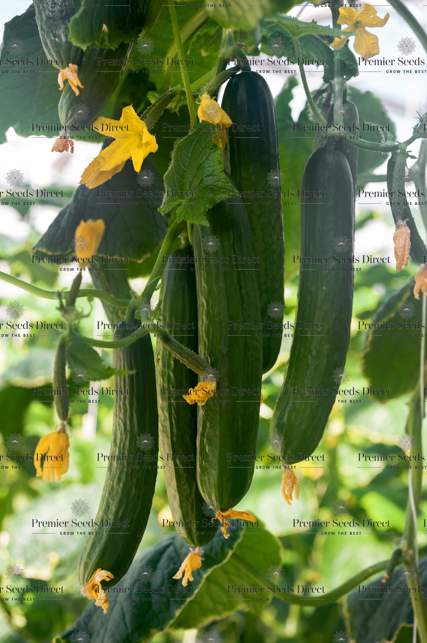 Seeds I've Sown and Successfully Grown cover photo collage