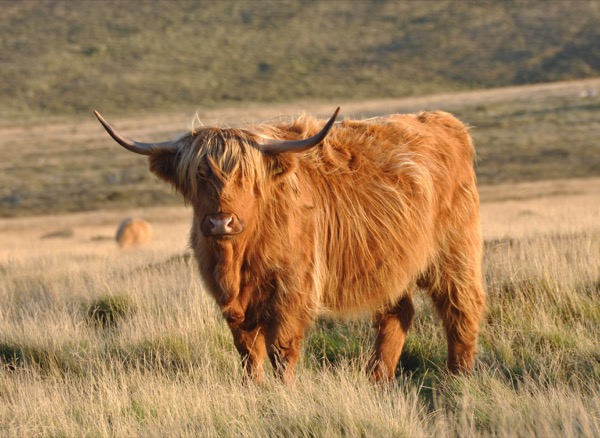 Highland Cows - Popular and Beloved Animals cover photo collage