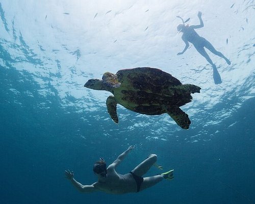 The Galápagos Islands - Everything you need know (the best islands & unique tours/excursions) cover photo collage