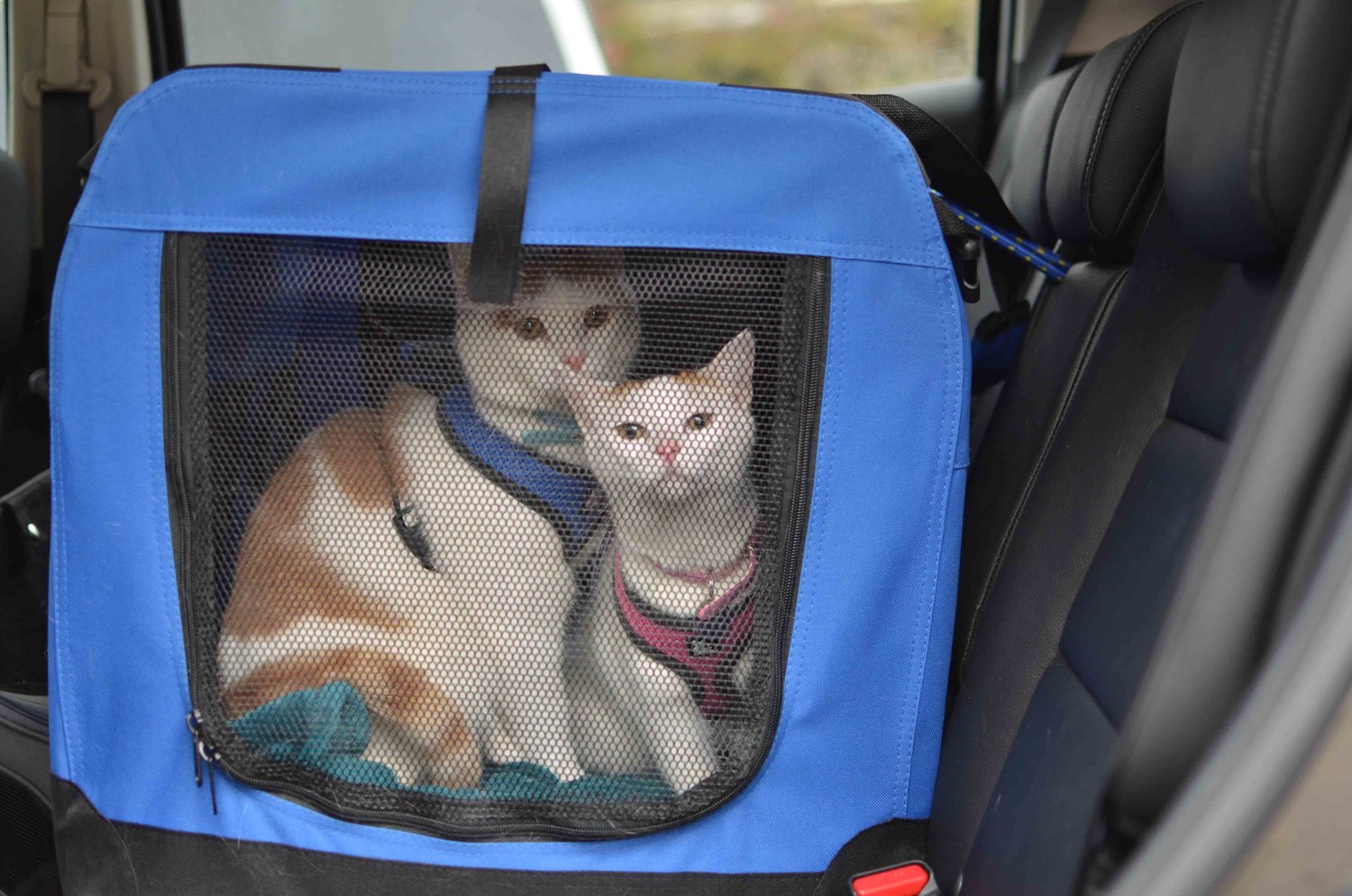 Discover Cat Travel Tips and Items to Ensure Your Cat is Ready for Their Trip cover photo collage