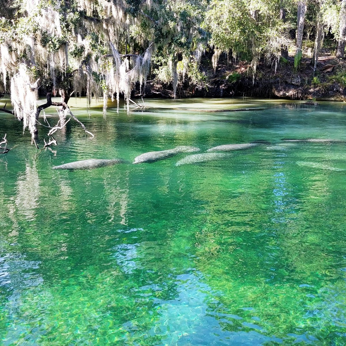Activities to Do With Your Pet Near 
Jacksonville cover photo collage