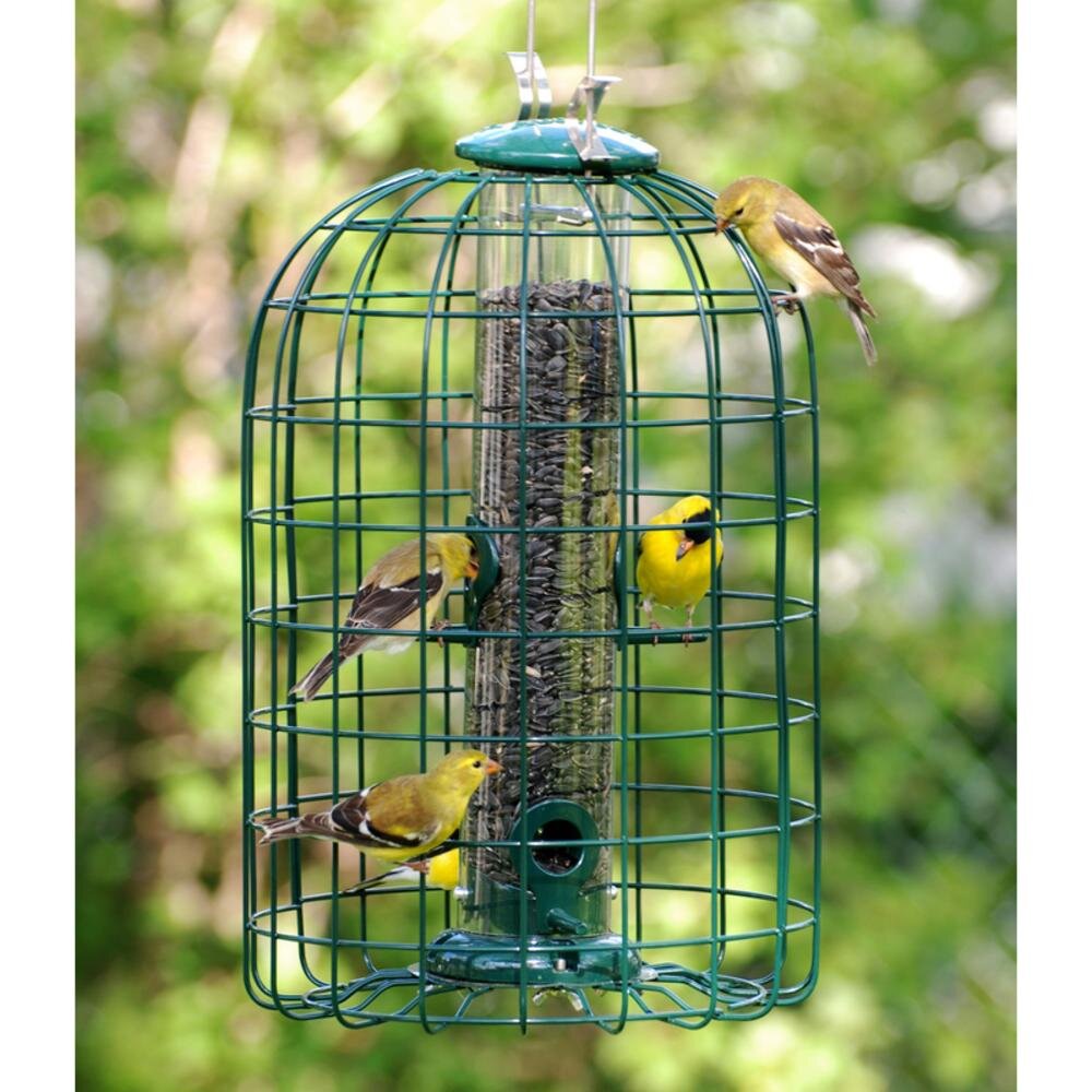 Bring on the Chirps: Gifts for Backyard Birders cover photo collage