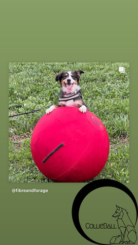 Buck n Bronco’s birthday must haves! cover photo collage
