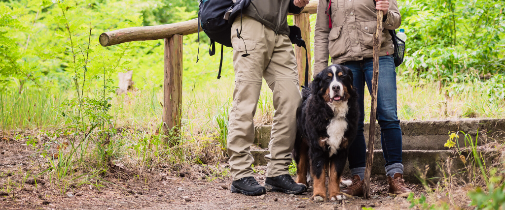 Trails and Tails-Hiking With your Furry Friends cover photo collage