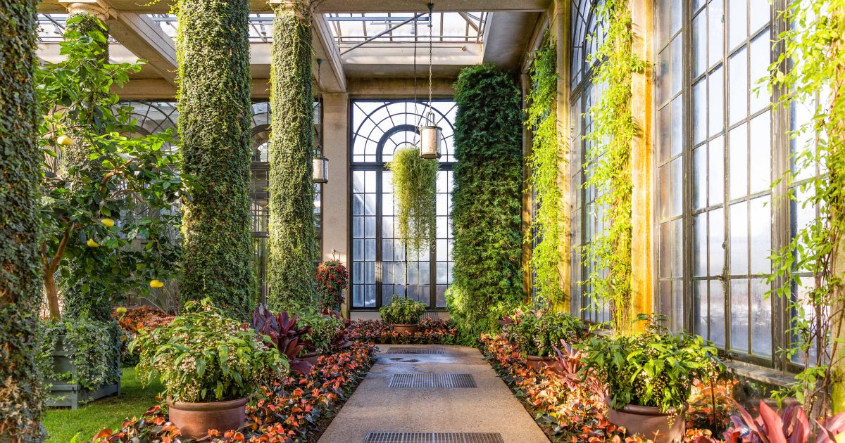 Plants 🪴 Growing Gorgeous Plants cover photo collage