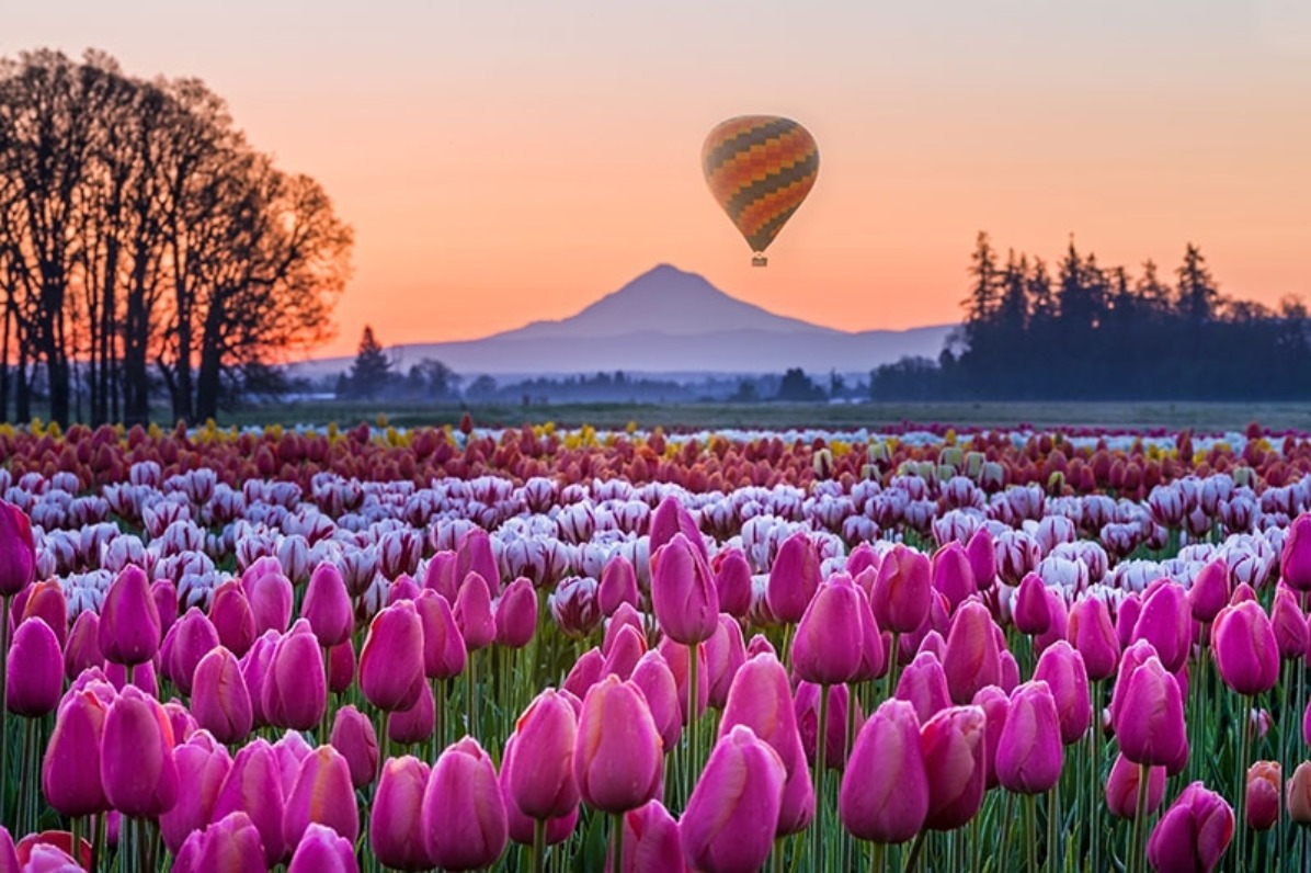 Chasing Spring Flowers in (and near) Portland cover photo collage
