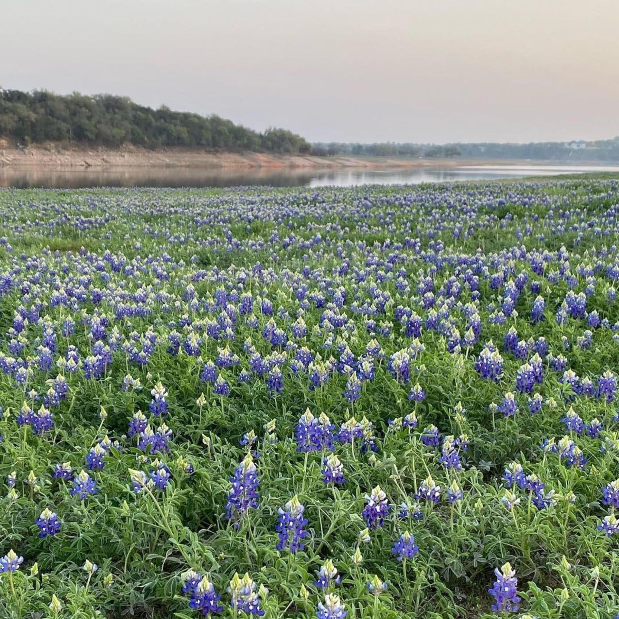 Spring has SPRUNG cover photo collage