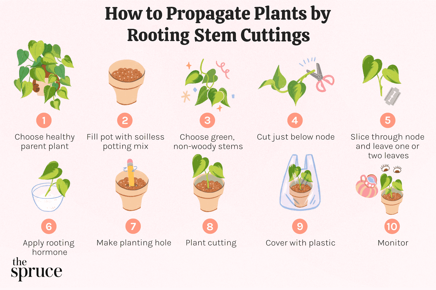 Easy Plants to Propagate from Cuttings for Newbies cover photo collage