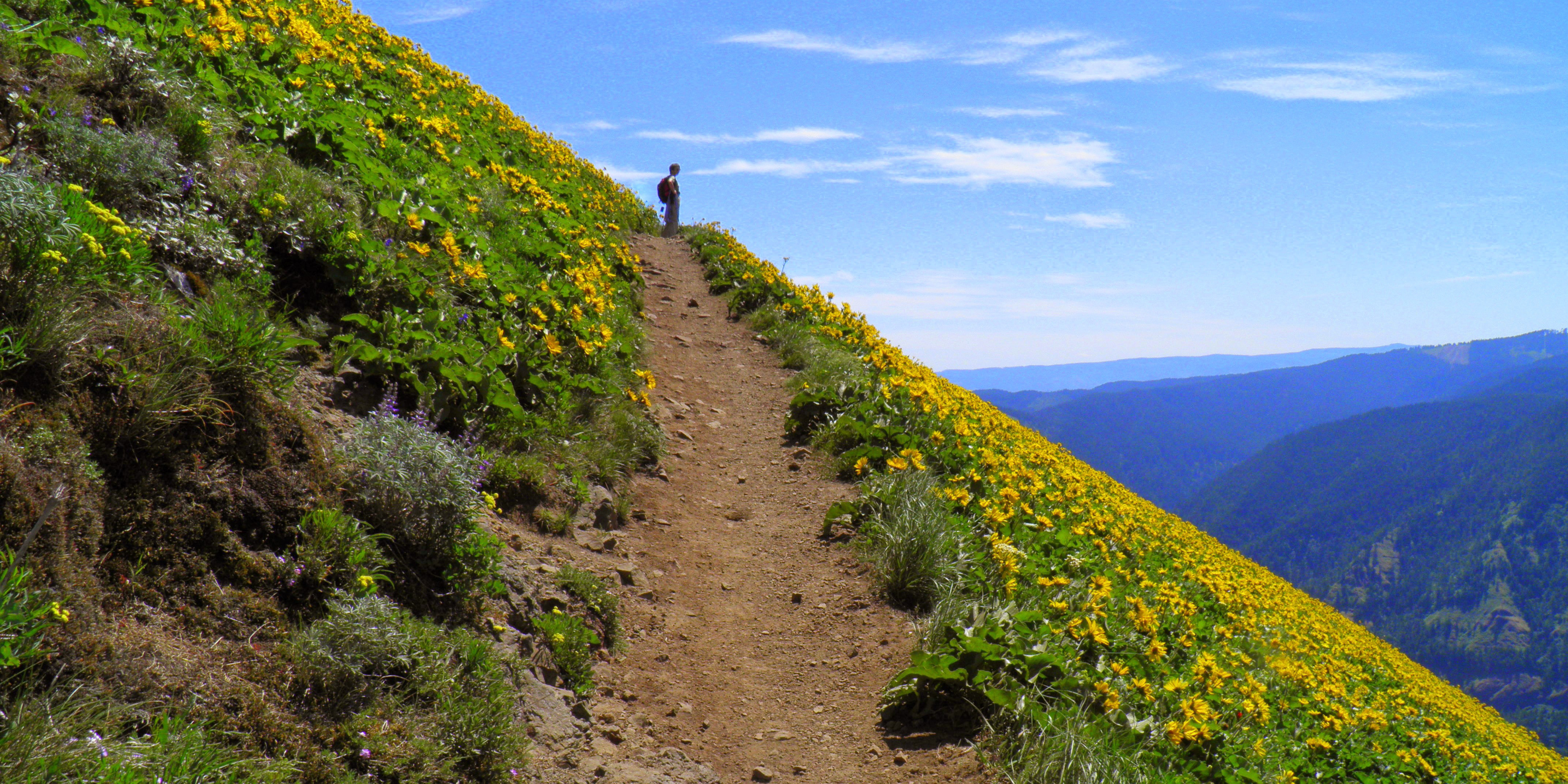 Pup Friendly Spring Hikes Close-ish To Portland cover photo collage