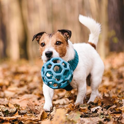 Jack Russell Terrier...the things every good dog parent of this breed needs cover photo collage
