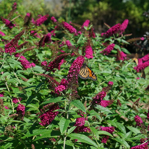Spring is the best time for a butterfly garden! cover photo collage