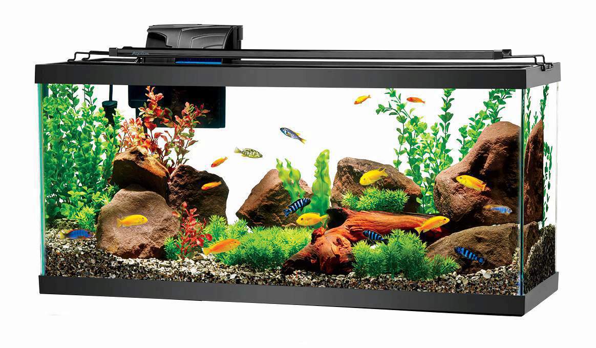 Freshwater Aquariums: Set Up, Supplies & Resources cover photo collage