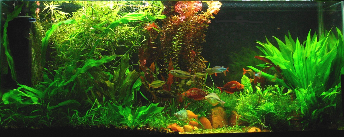 Planted Aquarium - Top Tier Plants cover photo collage