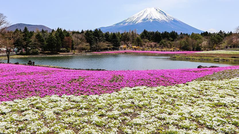Guide to Spring Festivals in Japan | MATOKA's Japan Travel Guide cover photo collage