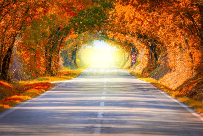 Harvest Hues: Captured Moments of Autumn's Brilliance cover photo collage