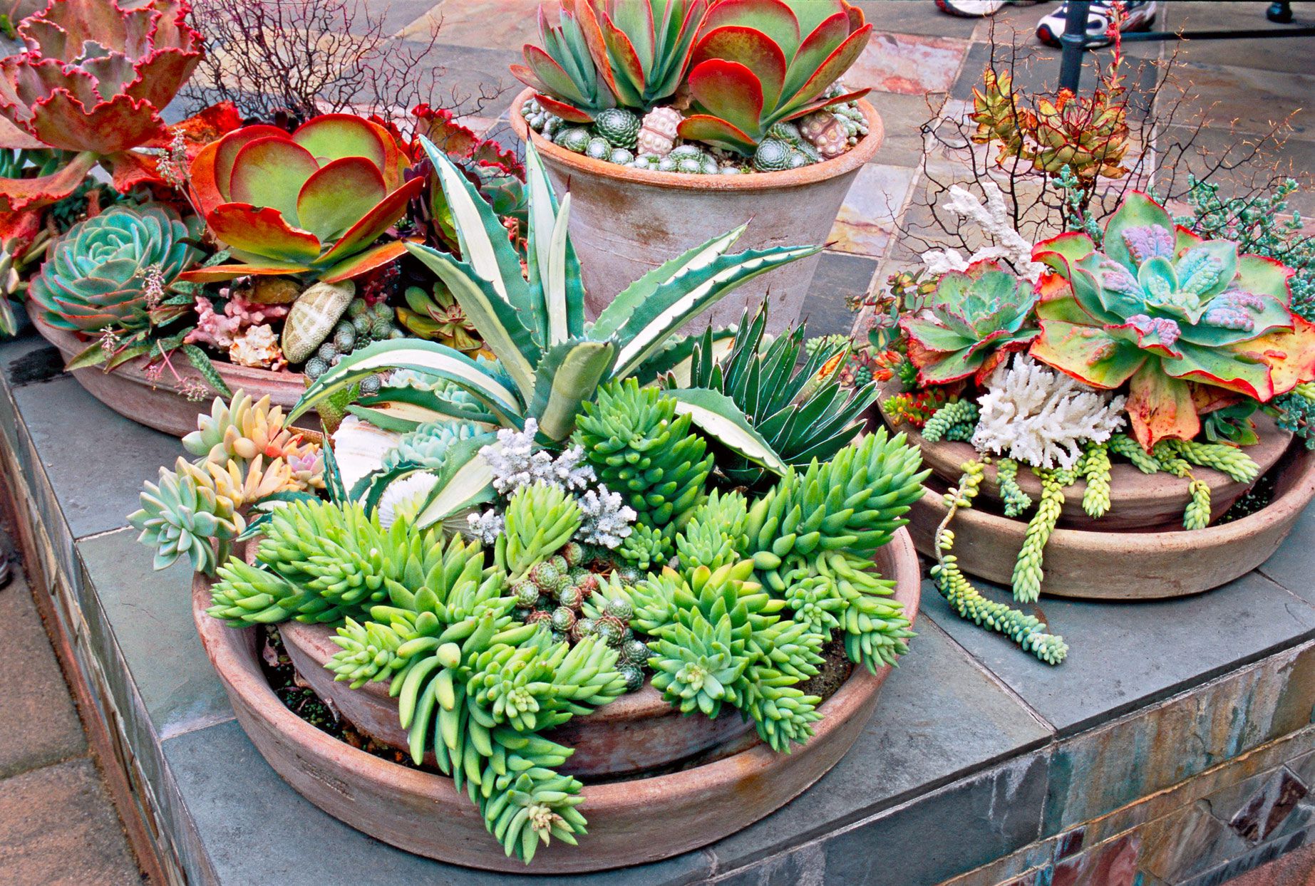 The cutest patio succulent garden cover photo collage