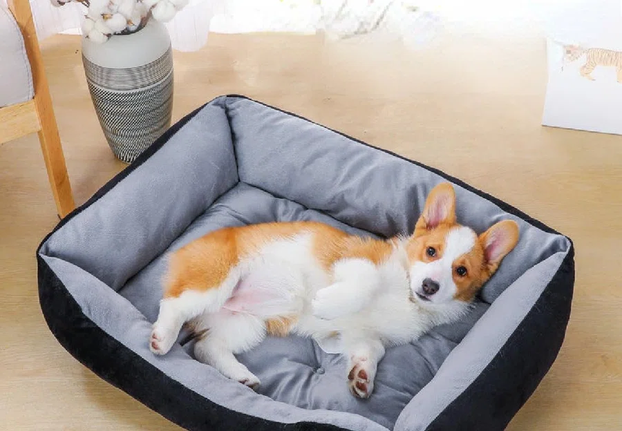 What do dogs need to be happy? cover photo collage