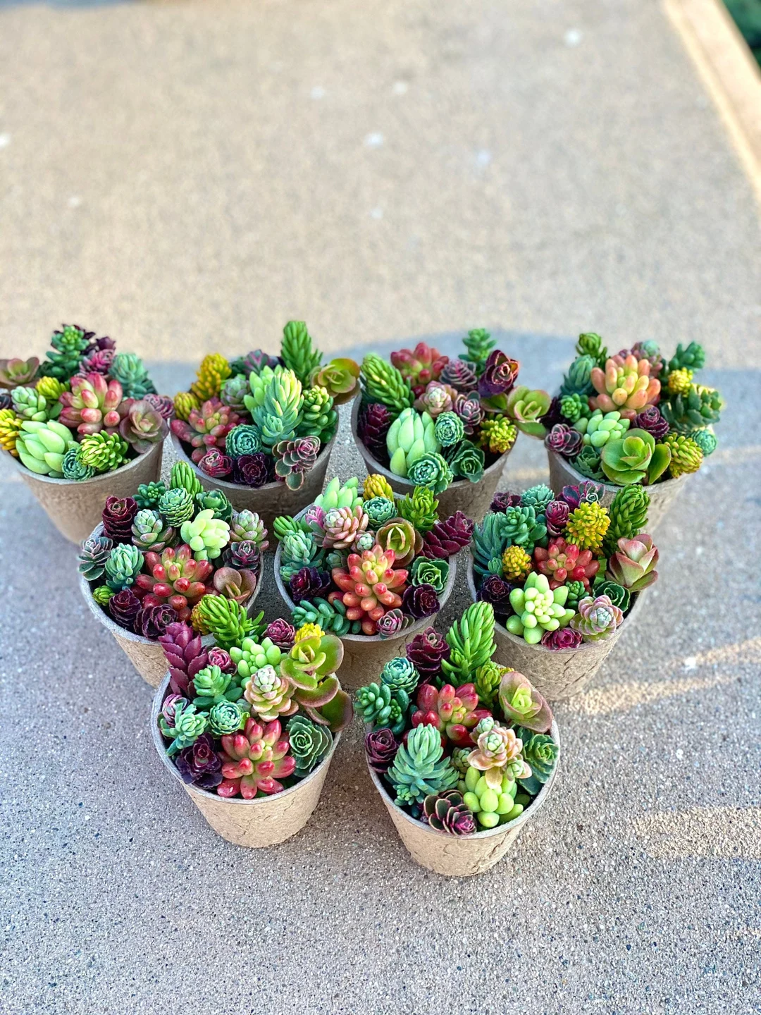 Succulent Summer Delights: Must-Have Picks for Your Garden! cover photo collage
