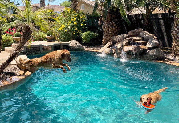Dog Friendly Vacation Ideas cover photo collage
