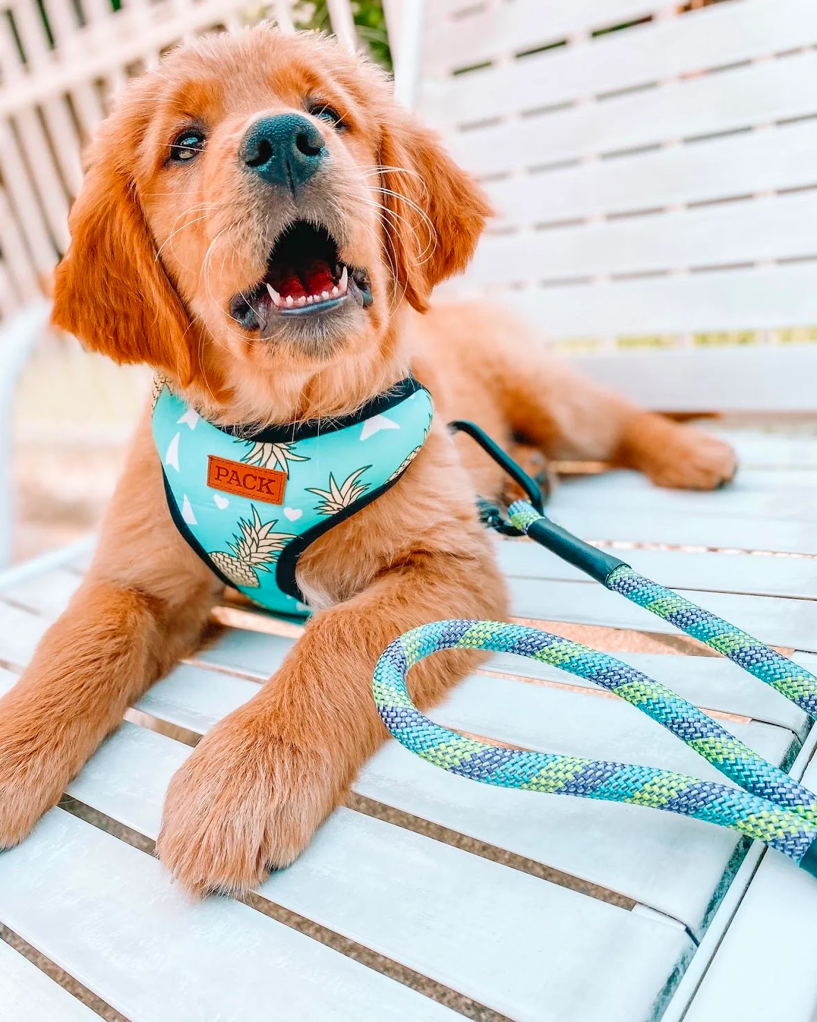 Fira's 🐕‍🦺 Pawesome Picks: Top Dog 🐾 Products For Your Furry Friend cover photo collage