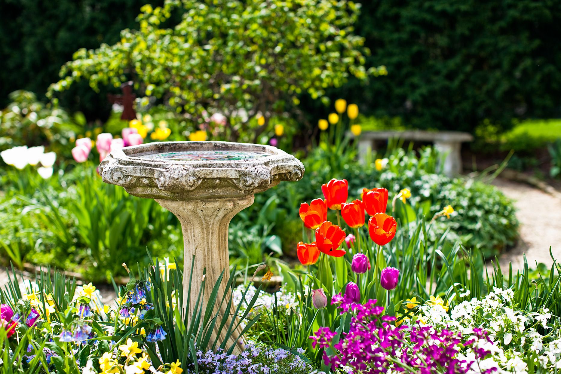 Backyard Wildlife & Pest Tips cover photo collage