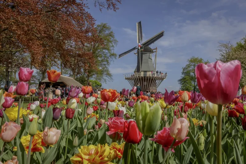 Spring Break Vibes in Delft cover photo collage
