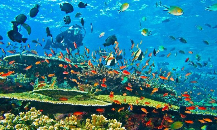 Best Spots to Eat, See, and Explore in Malindi cover photo collage