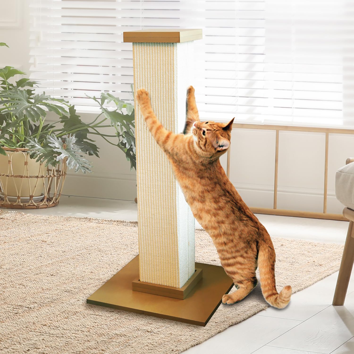 How to get your cat to stop scratching your furniture! cover photo collage