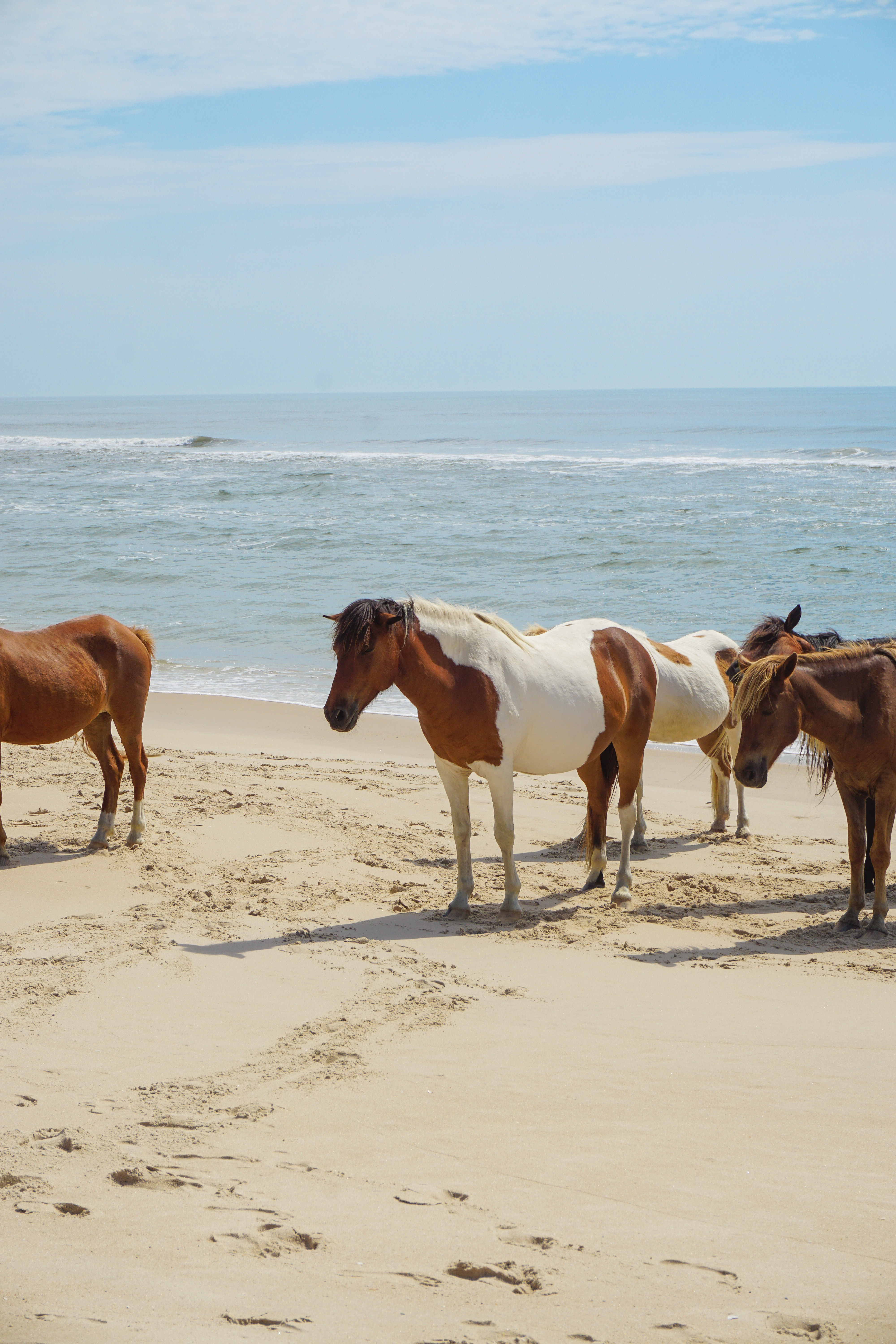 Ocean City Travel Tips: What to Do, What to Eat cover photo collage