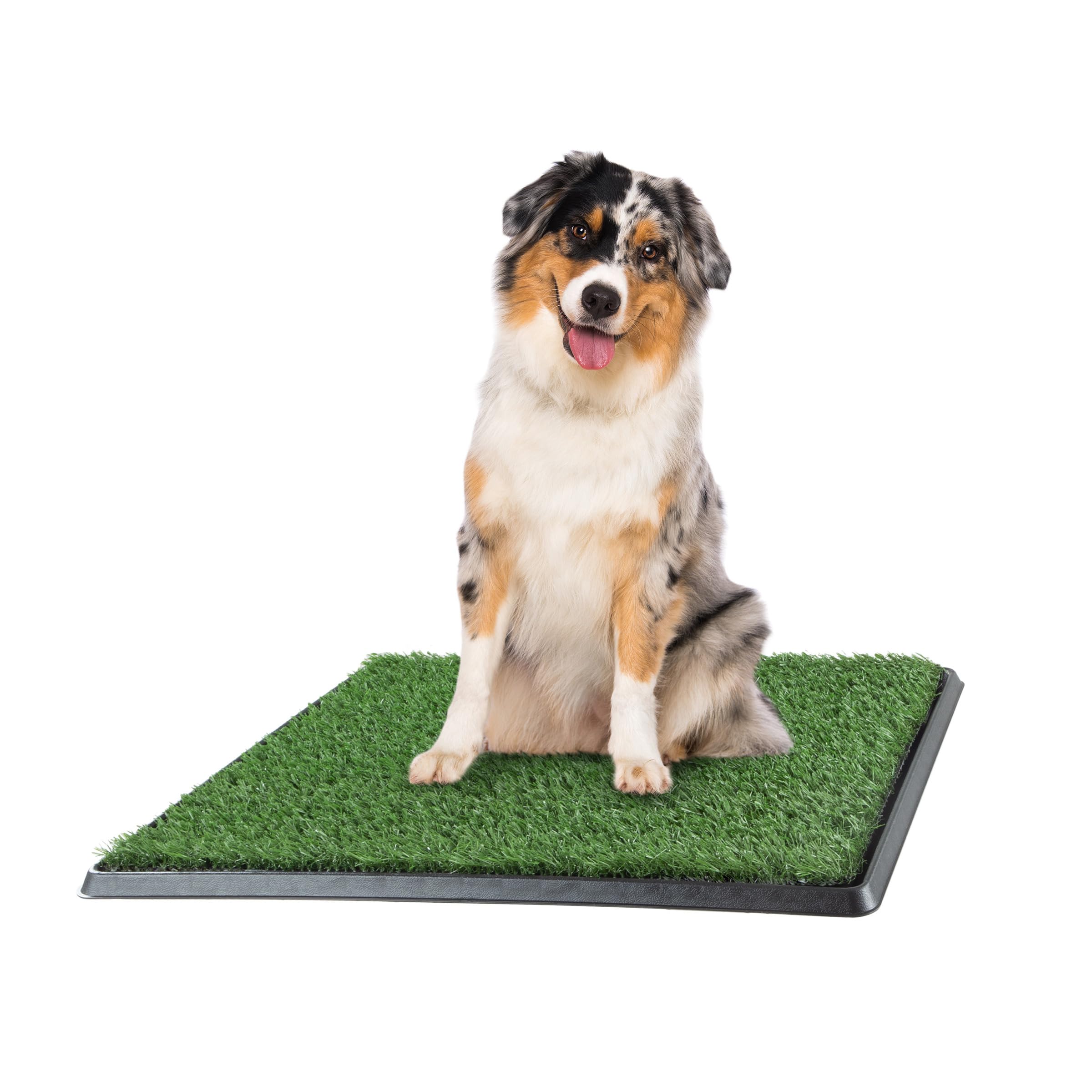 A healthy dog is a happy dog. cover photo collage
