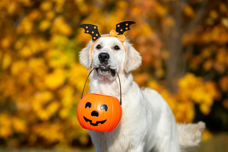 Halloween Pet Essentials PLUS Bonus Pet Safety Products And Tips! cover photo collage