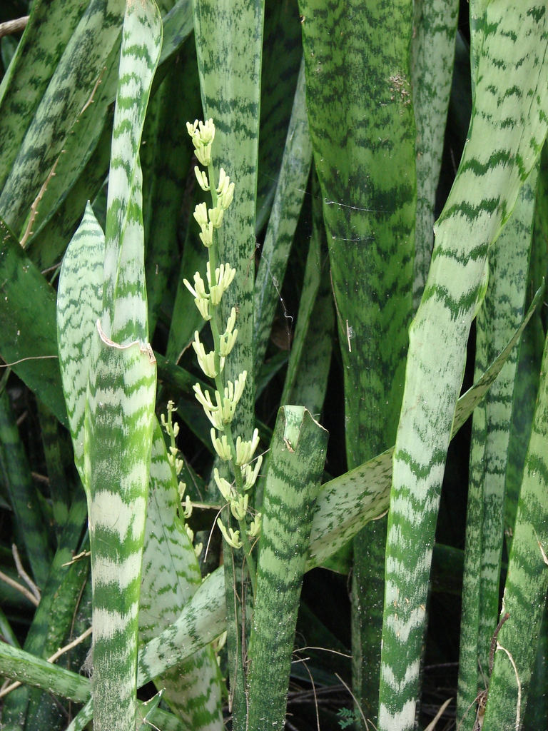 Houseplants I Love: A Guide to Beautiful, Easy-Care Greens for Your Home