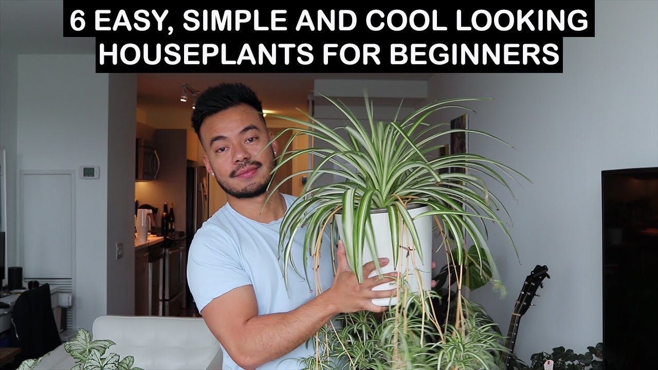 🪴Easy Indoor Plants for the Not-So-Green-Thumbed 🪴🌱🌿 cover photo collage