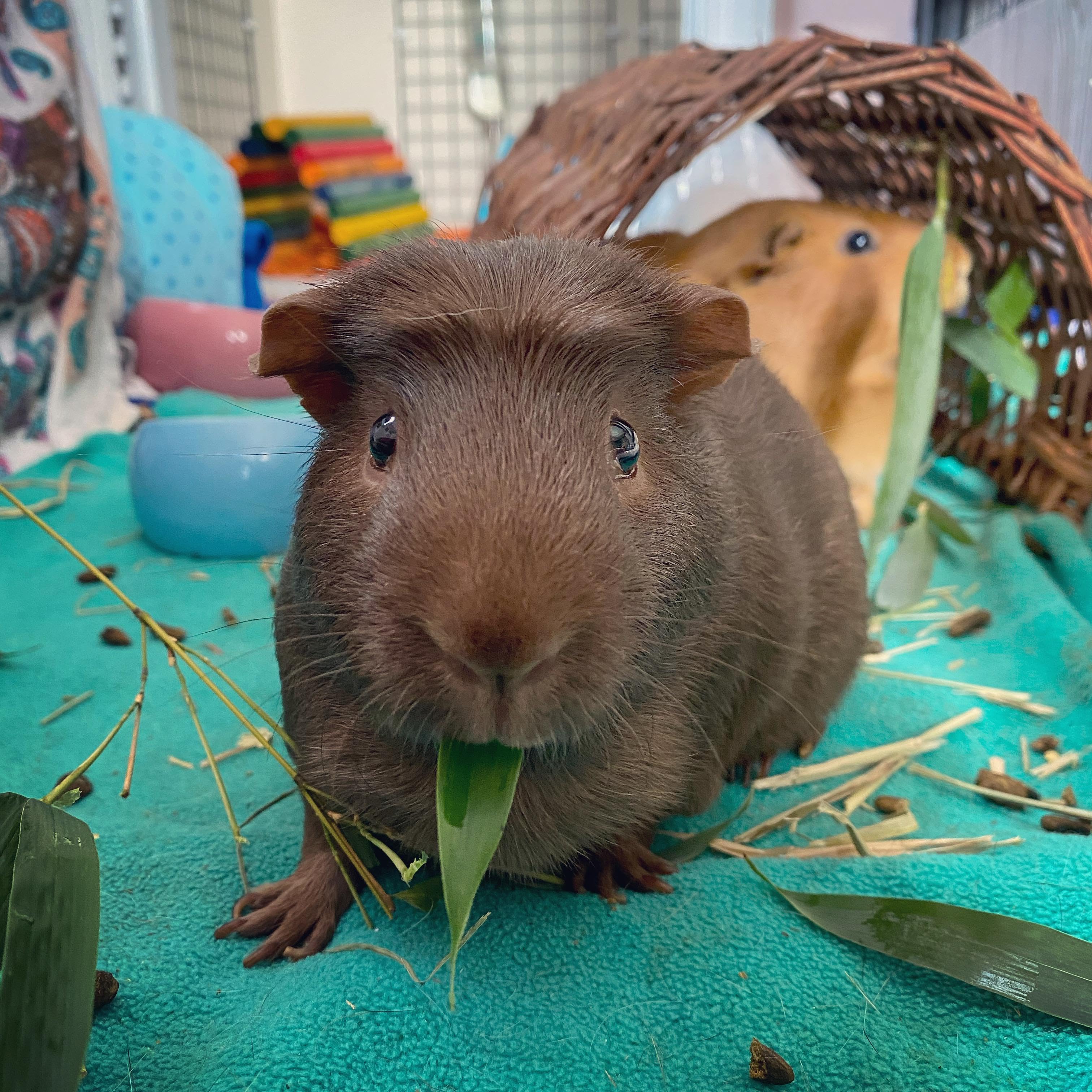 Guinea Pig Must Haves cover photo collage
