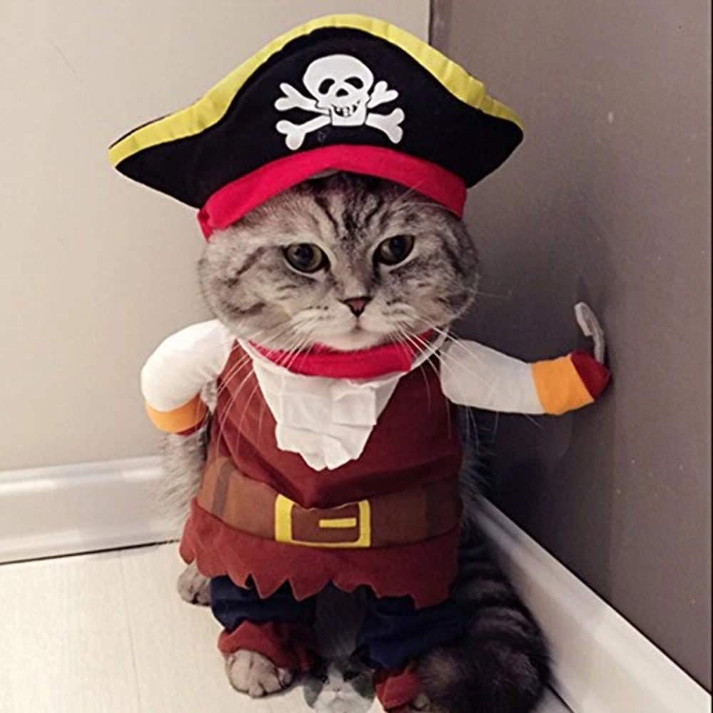 Cat Clothes Your Cat Might Not Hate: Cat Bandanas, Soft Recovery Cones, and more 🐈‍⬛ cover photo collage