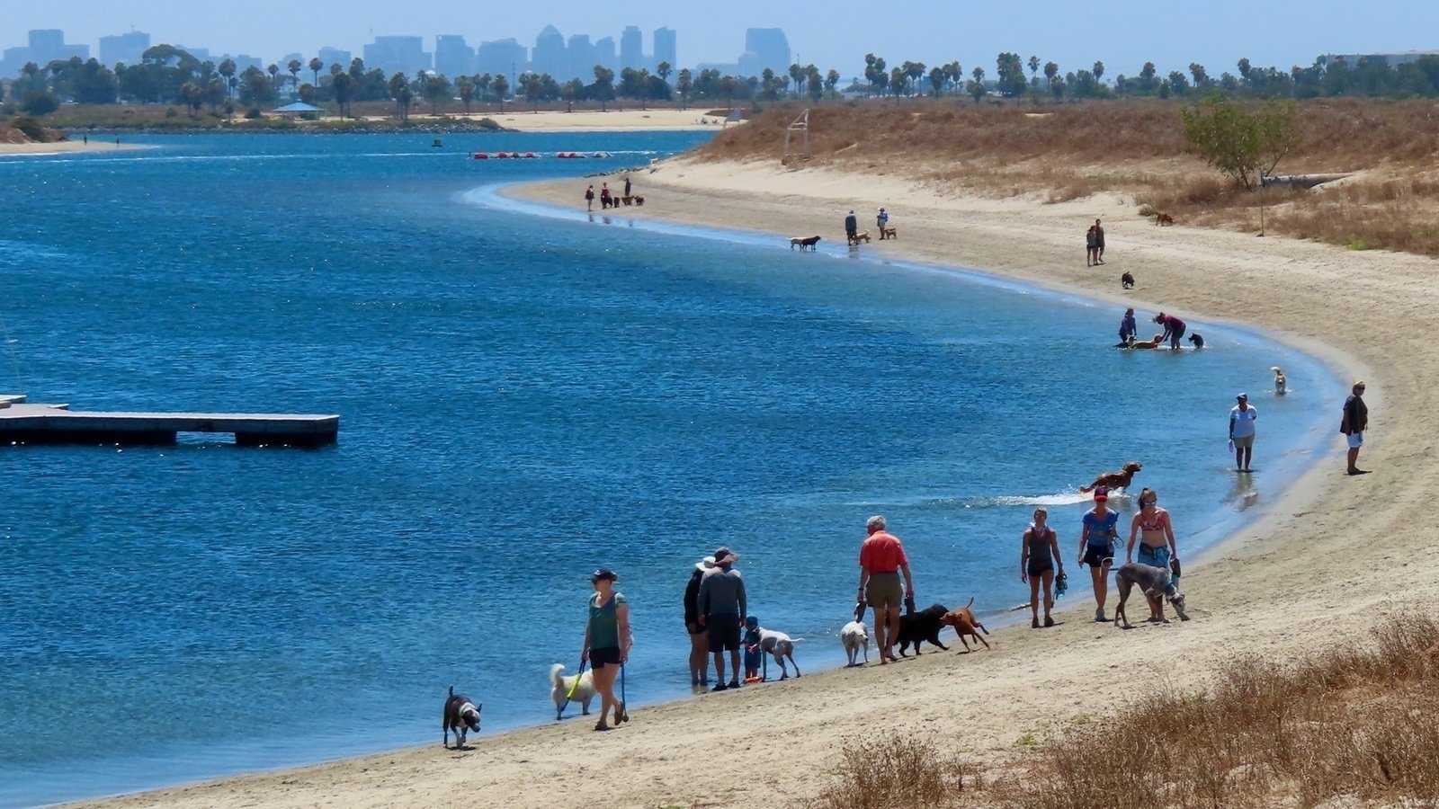 Dog Friendly - San Diego 🐾🐾⭐️🐶 cover photo collage