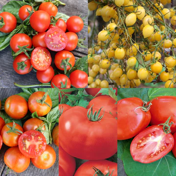 Savour the difference: foods that taste better home grown. cover photo collage