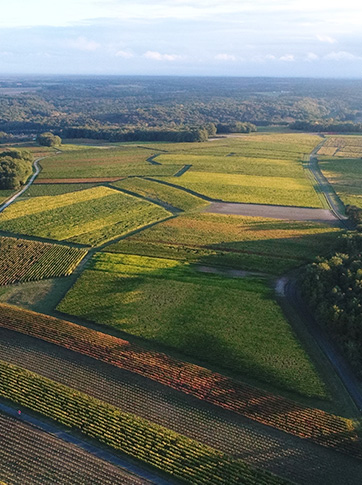 Pays-Nantes in the Loire Valley - Favorite Wineries and Wine Bars to Visit cover photo collage