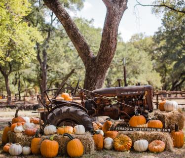 Pumpkin Patches + Fall fun in Arizona cover photo collage