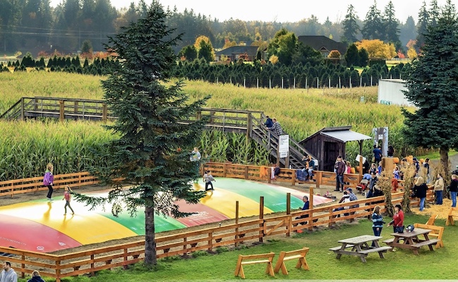Fun Fall Activities in the Olympia, Washington Area cover photo collage