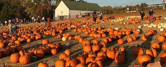 Looking for fun fall activities to do in D.C.,Maryland and Virginia? Look no further! cover photo collage