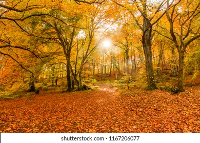 Italy: BEST autumn foliage spots 🍂🍁 cover photo collage