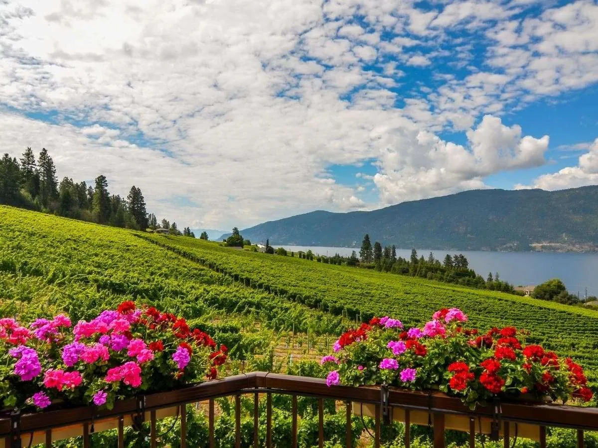 The Best BC Wines To Try 🍷 cover photo collage