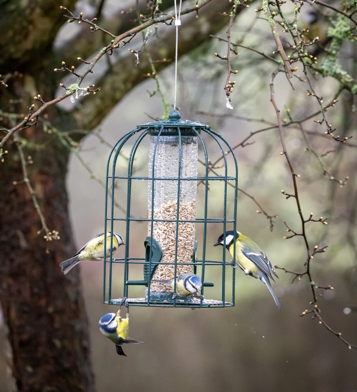 Birds, Bees , Bats & other Wildlife cover photo collage
