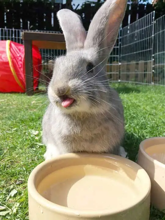 Hurricane Season Must-Haves For Pet Rabbits! cover photo collage