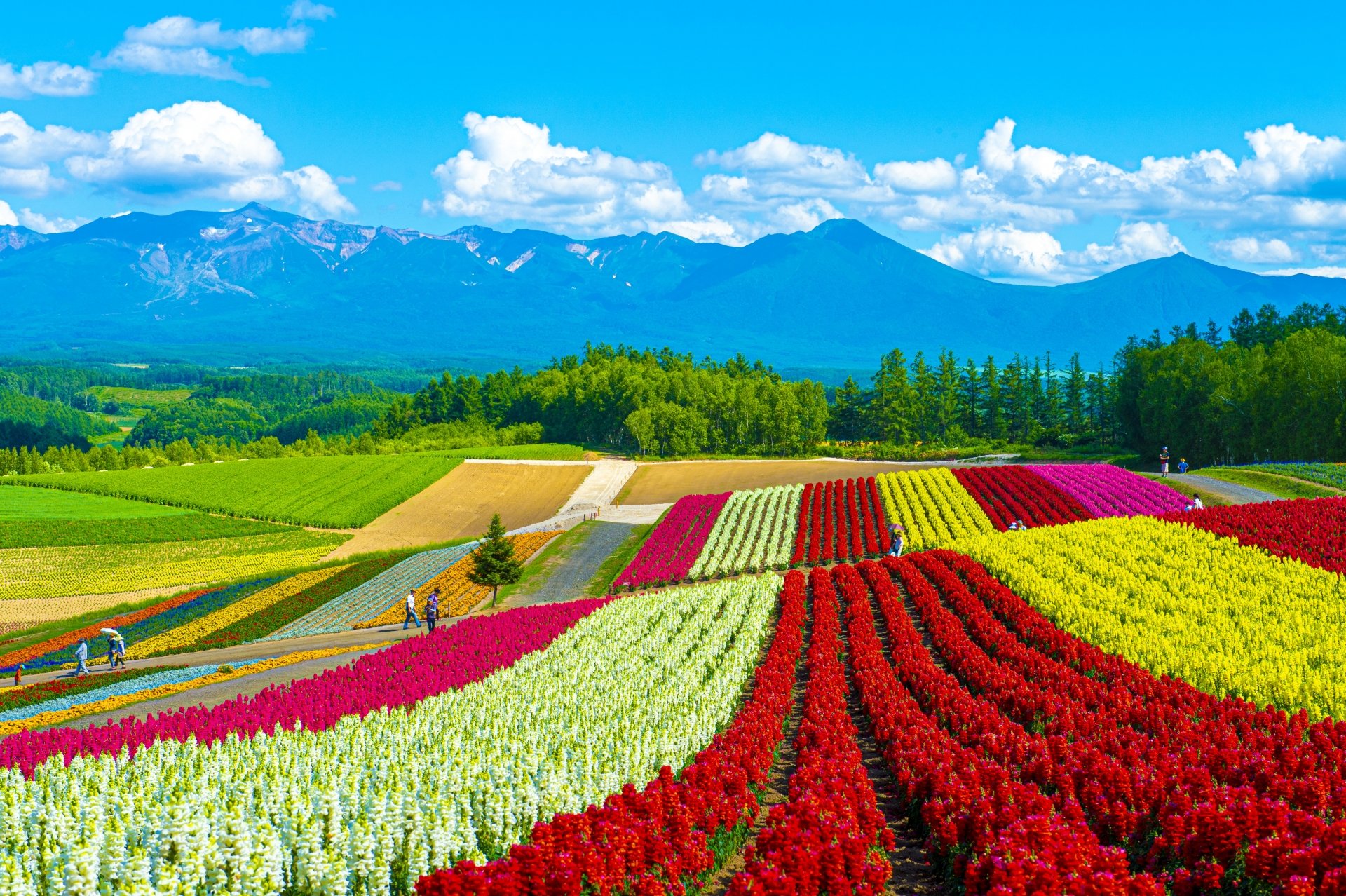 Exploring the Natural Beauty of Japan: 15 Must-Visit Places cover photo collage