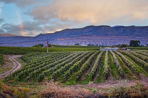 Unique Places to shop in Grand Junction cover photo collage