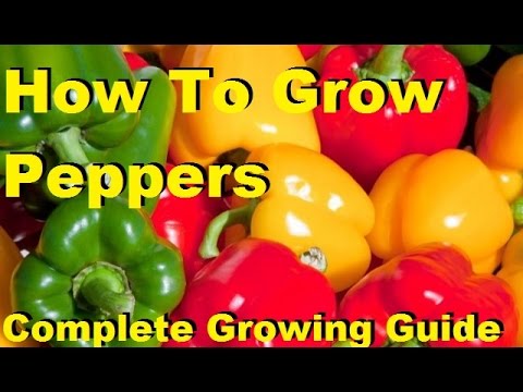 Favorite veggies & herbs to grow in the garden cover photo collage