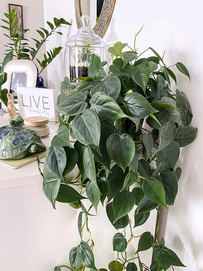 Household plants cover photo collage