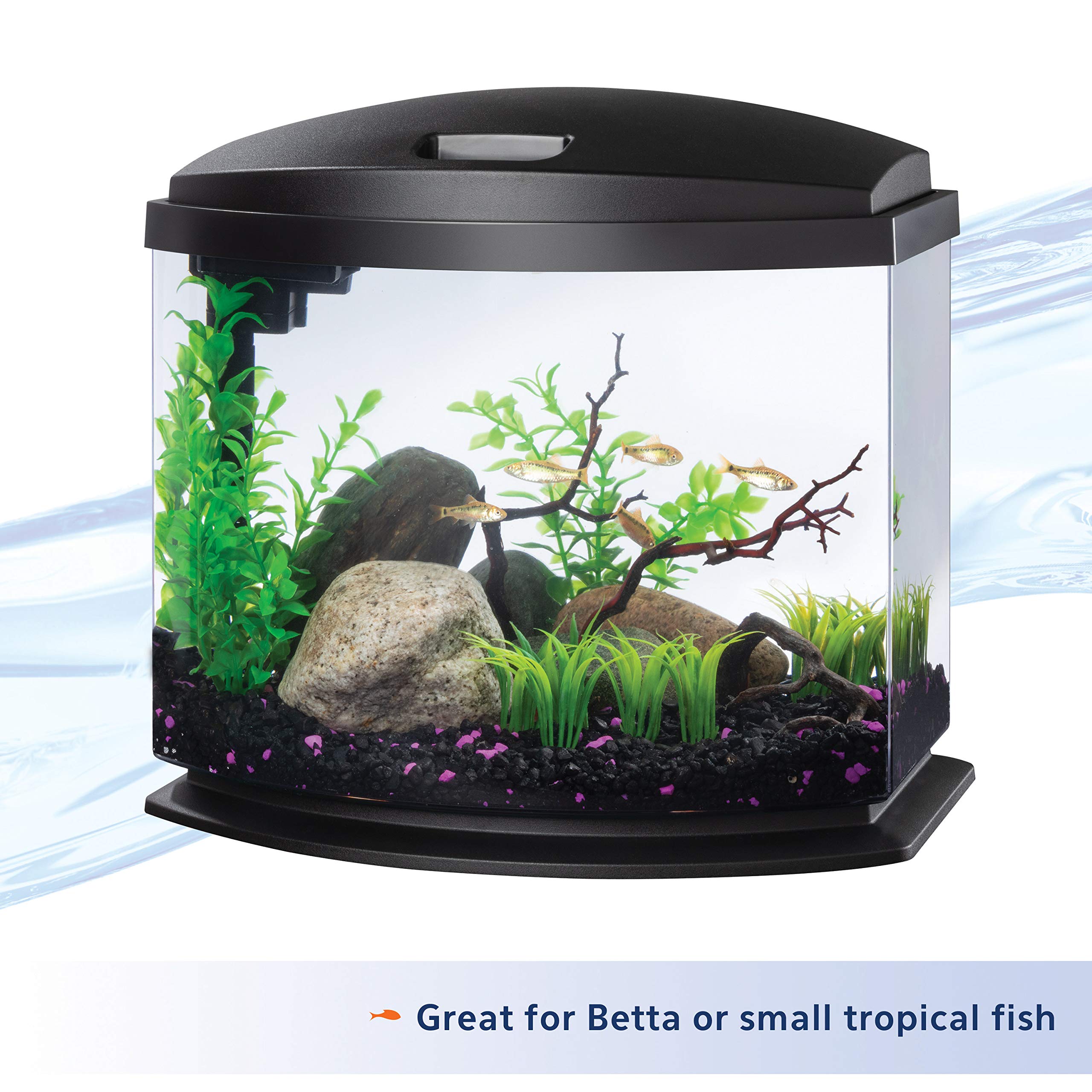 Betta Fish Aquarium Essentials cover photo collage